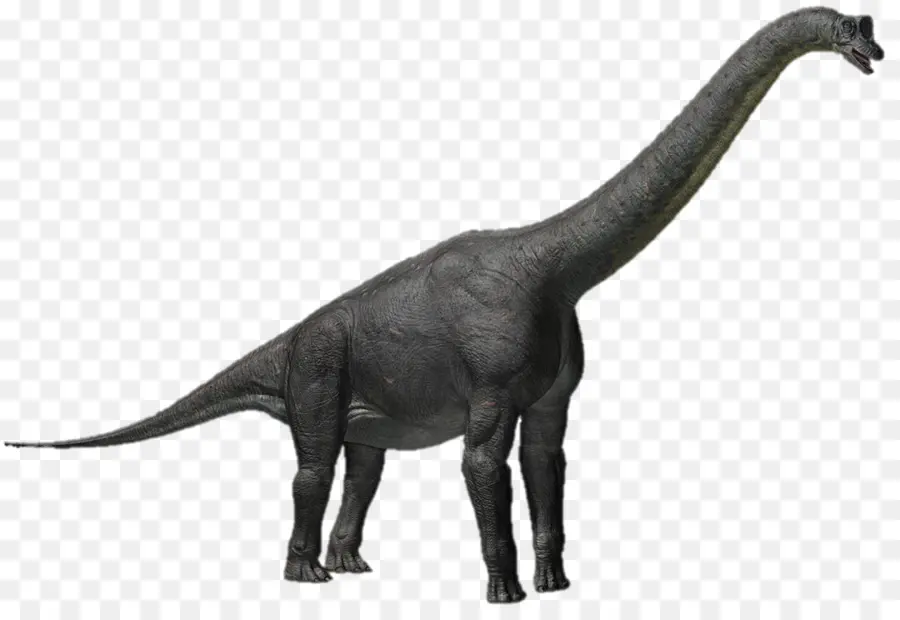 Alamosaurus，Apatosauro PNG