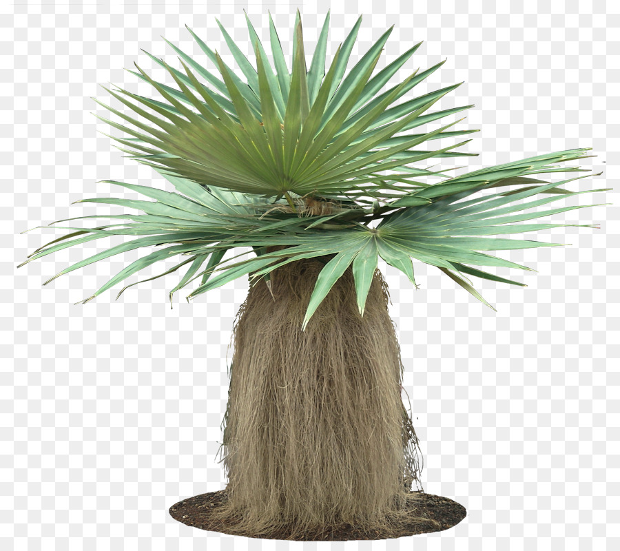 Arecaceae，Coccothrinax PNG