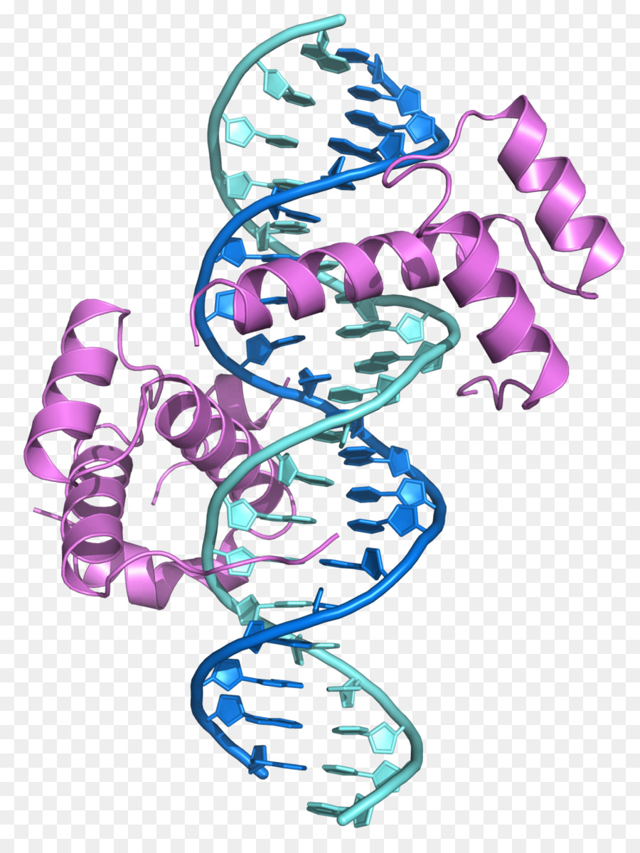 Los Genes Hox，Homeobox PNG