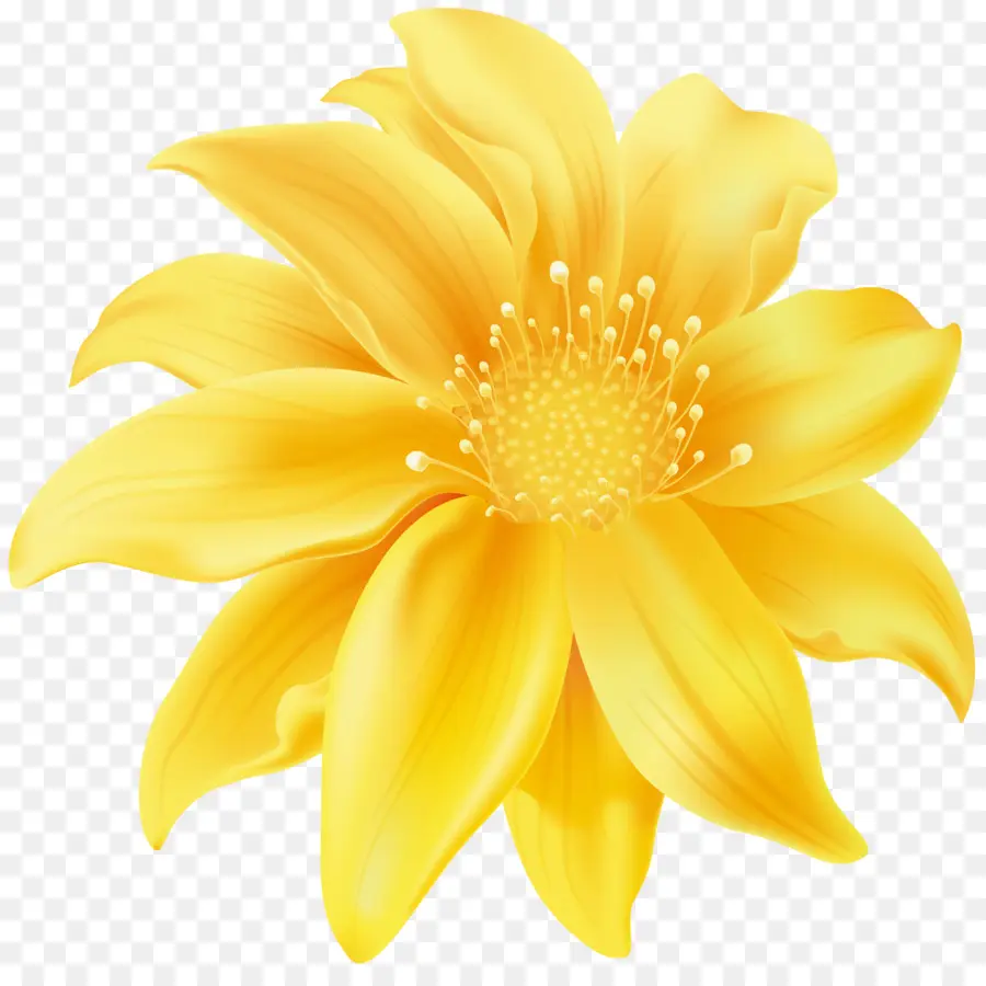 Flor，Amarillo PNG