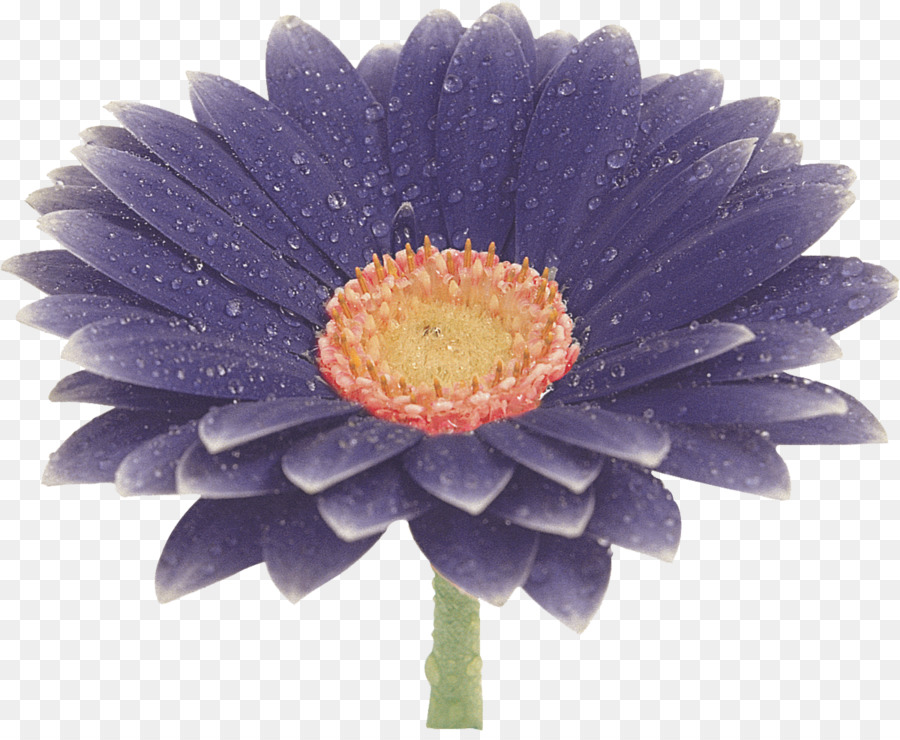 Flor，Transvaal Daisy PNG