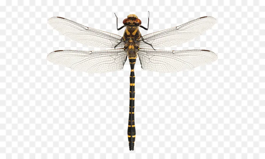 Libélula，Damselfly PNG