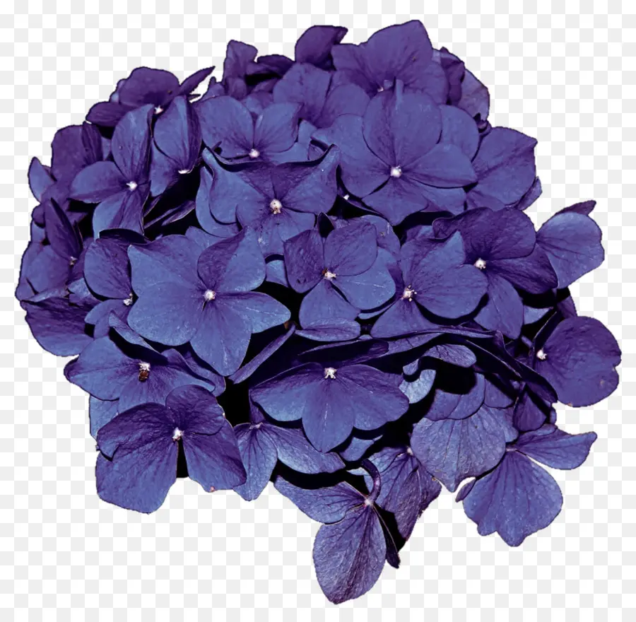 Hortensia Francesa，Flor PNG