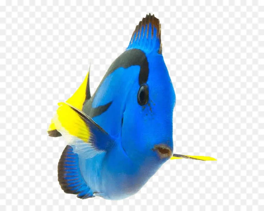 Pescado Azul，Cola Amarilla PNG