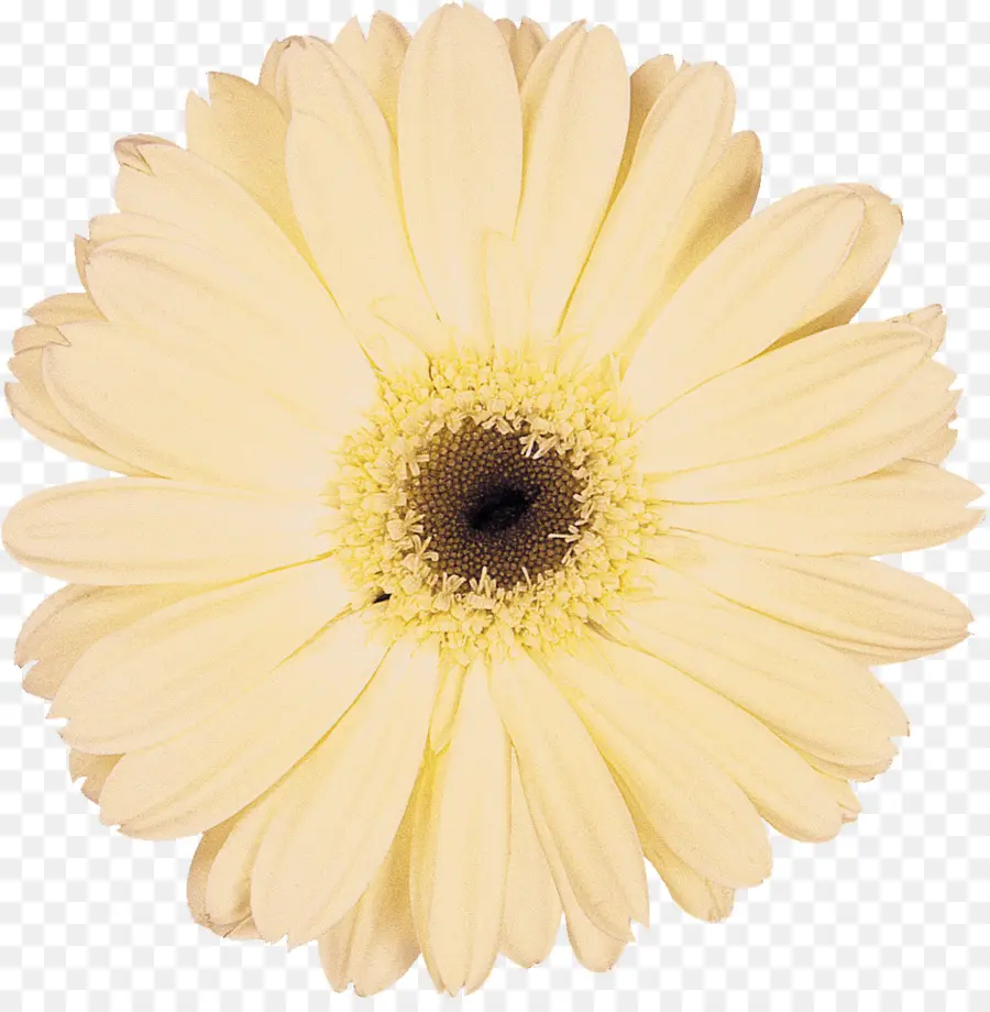 Daisy Familia，Flor PNG