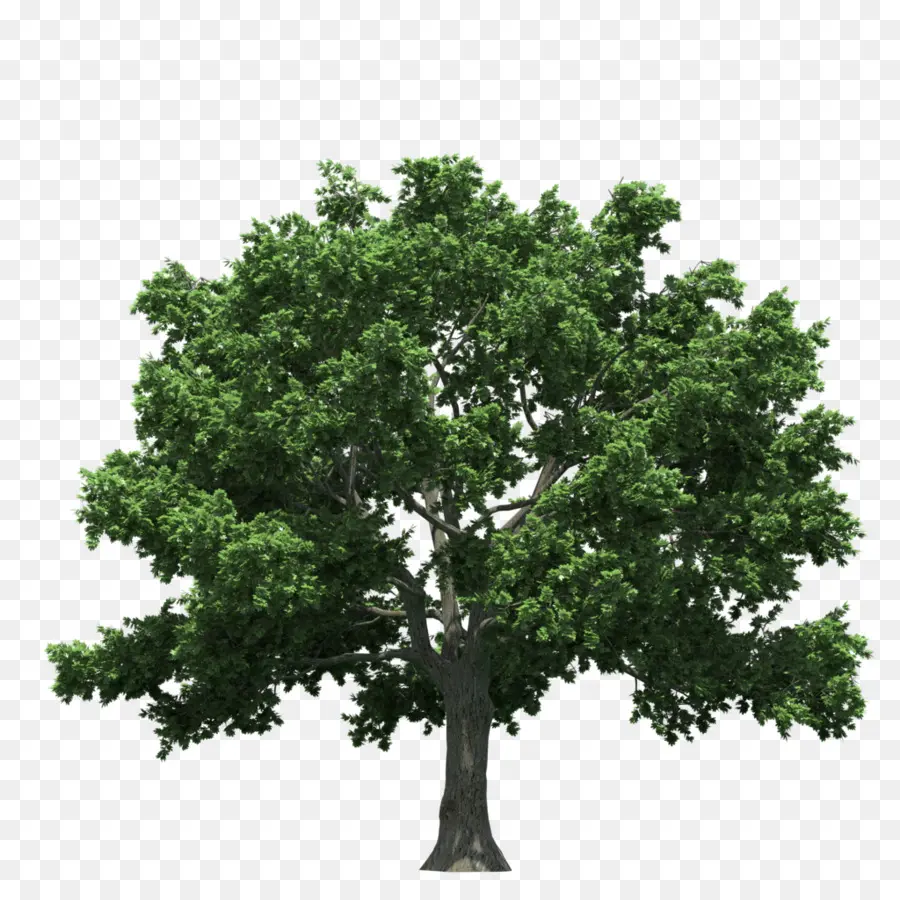 árbol，Gráficos De Computadora PNG