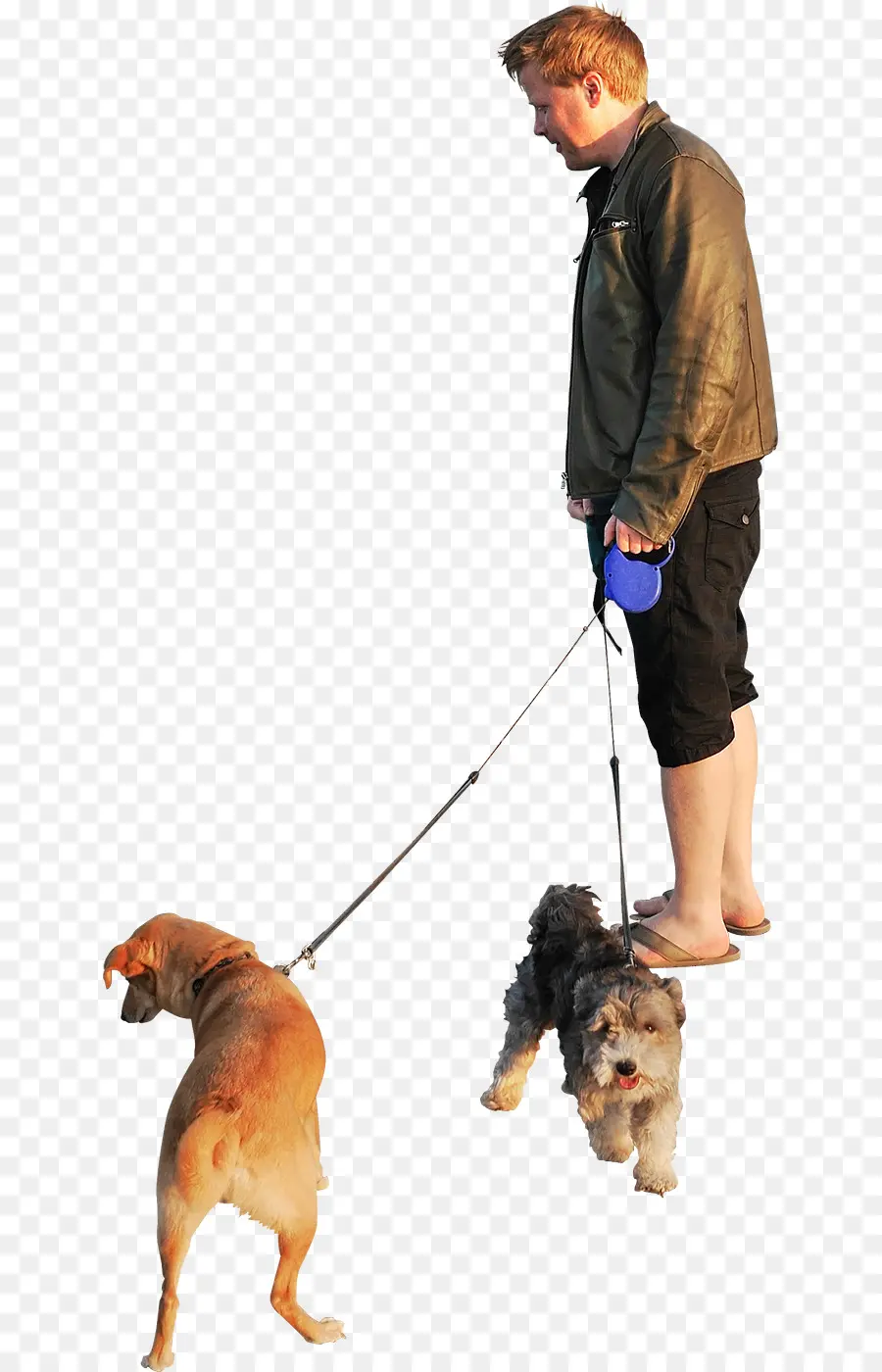 Hombre Paseando Perros，Hombre PNG