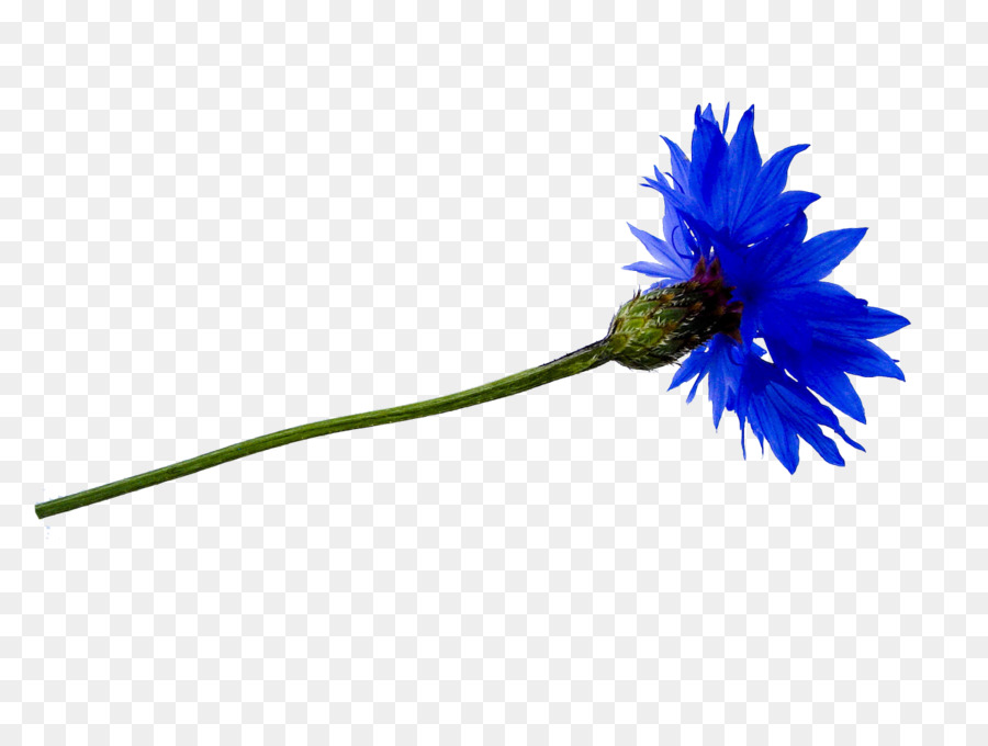 Flor Azul，Florecer PNG