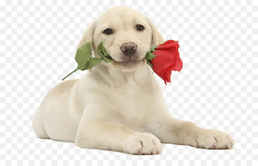 Labrador Retriever，Cachorro PNG