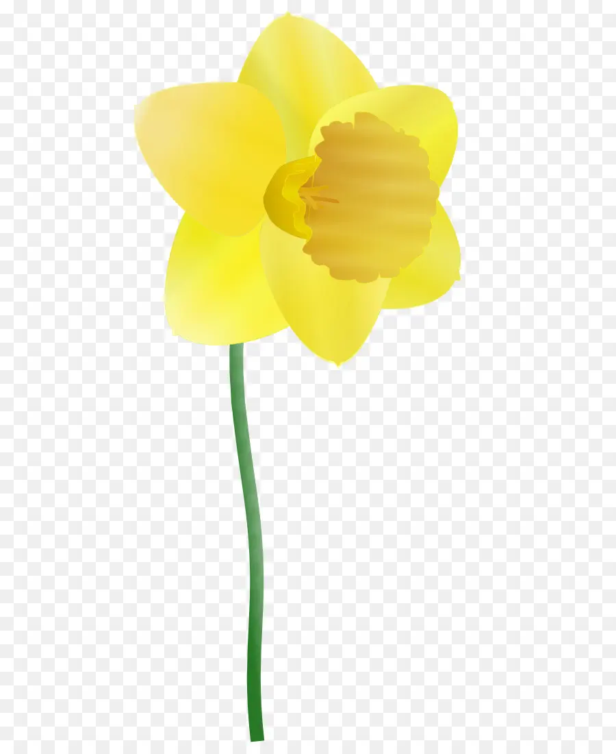 Narciso Amarillo，Primavera PNG