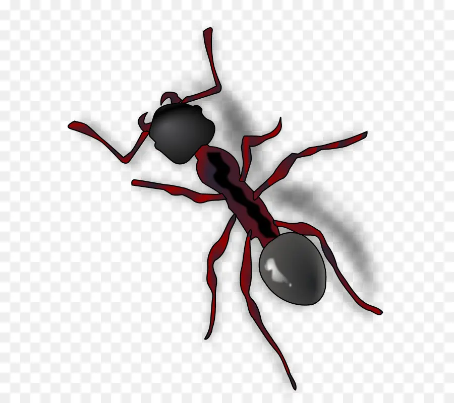 Ant，Arte De Línea PNG