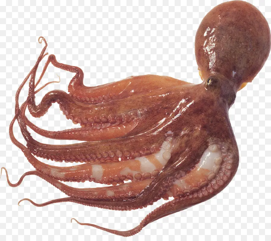 Pulpo，Calamar PNG