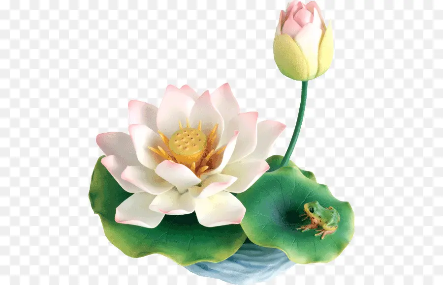 Nelumbo Nucifera，Flor PNG