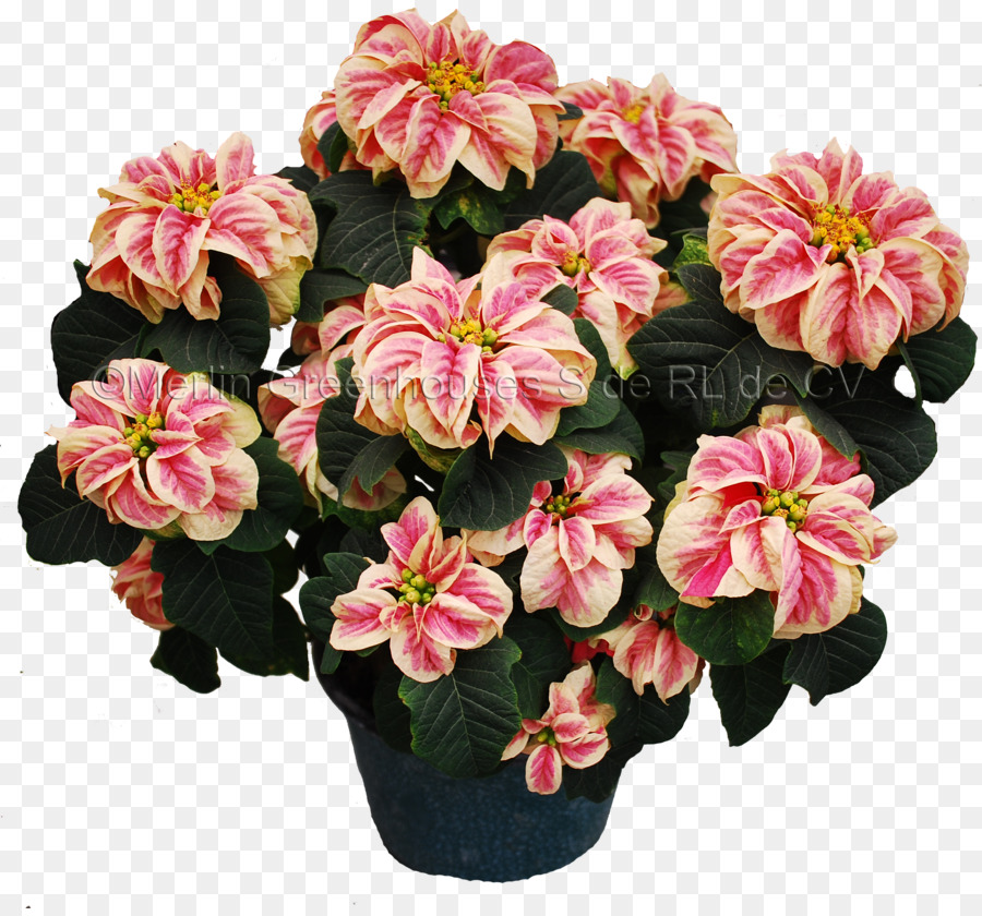 Flor，La Flor De Pascua PNG