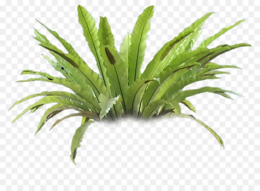 Planta，Helecho PNG