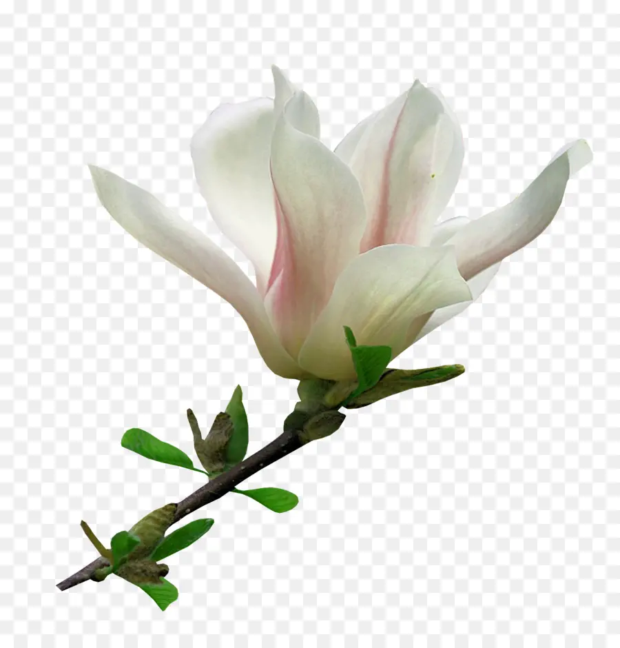 Flor，Blog PNG