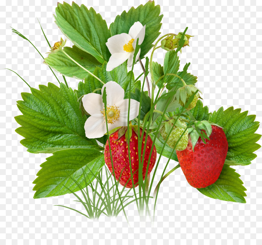 Fresas，Hojas PNG