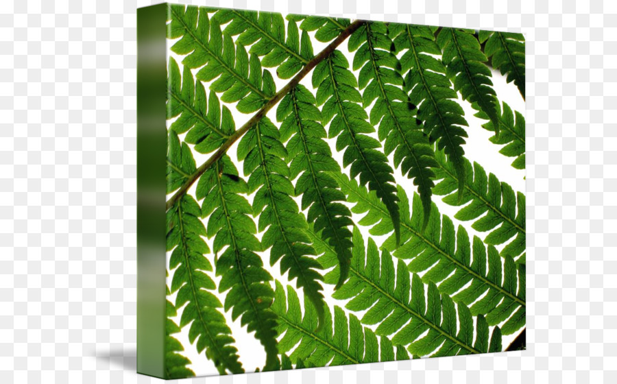 Avestruz Fern，Planta PNG