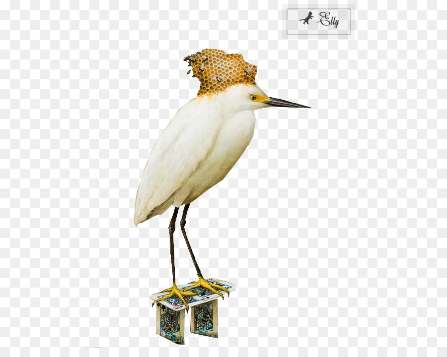 Pájaro，áfrica PNG