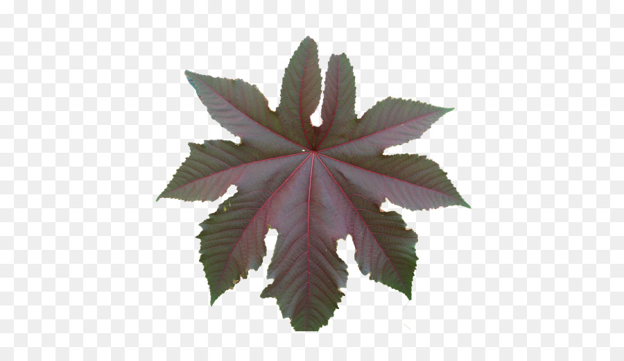 Hoja，Planta PNG