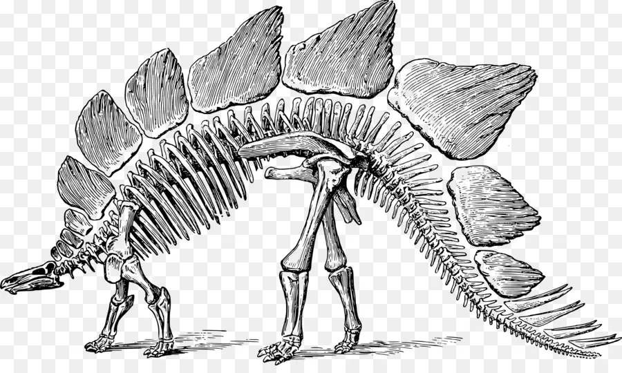 Stegosaurus，Tyrannosaurus PNG