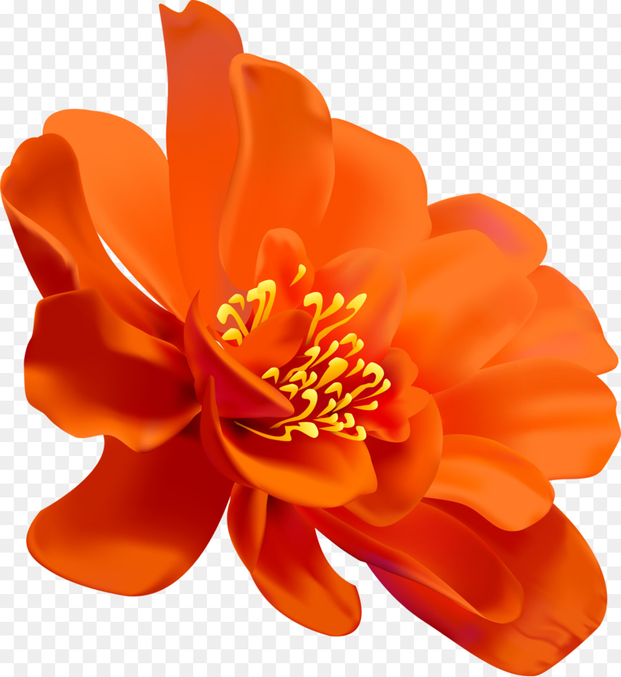 Flor，Pintura De Acuarela PNG