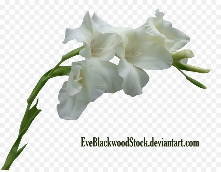 Flores Blancas，Florecer PNG