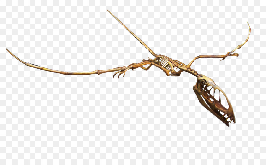 Dimorphodon，Las Montañas Rocosas De Dinosaurios Centro De Recursos PNG