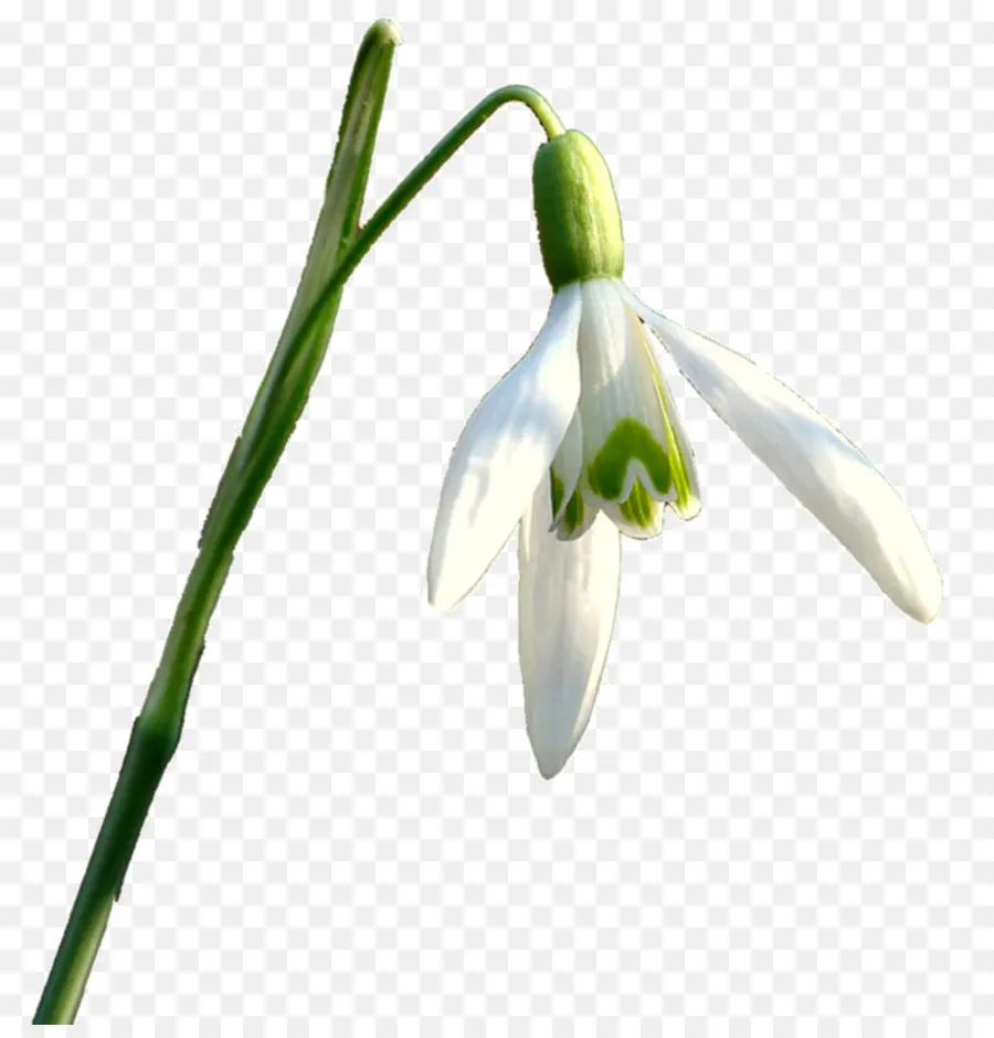 Campanilla De Invierno，Flor PNG