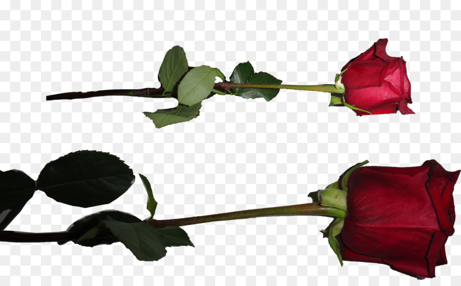 Rosas Rojas，Flores PNG