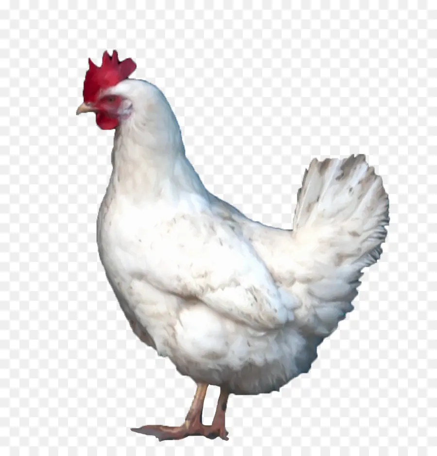 Pollo，Pájaro PNG