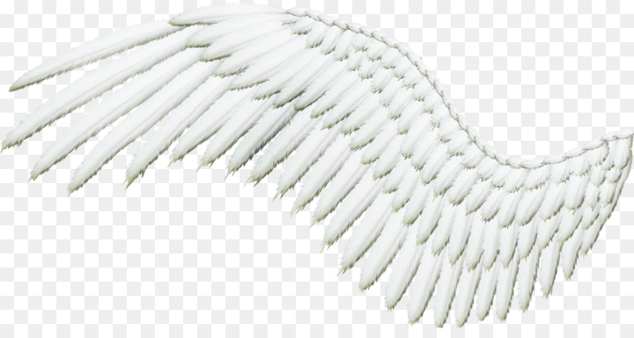 Alas，Plumas PNG