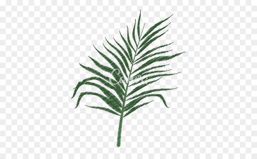 Arecaceae，árbol PNG