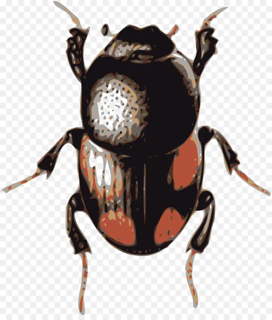 Escarabajo，Volkswagen Escarabajo PNG