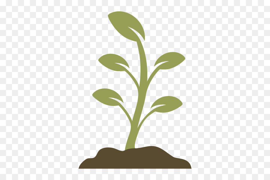 Planta，Hojas PNG