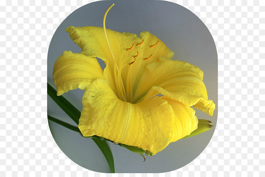 Flor，Canna PNG