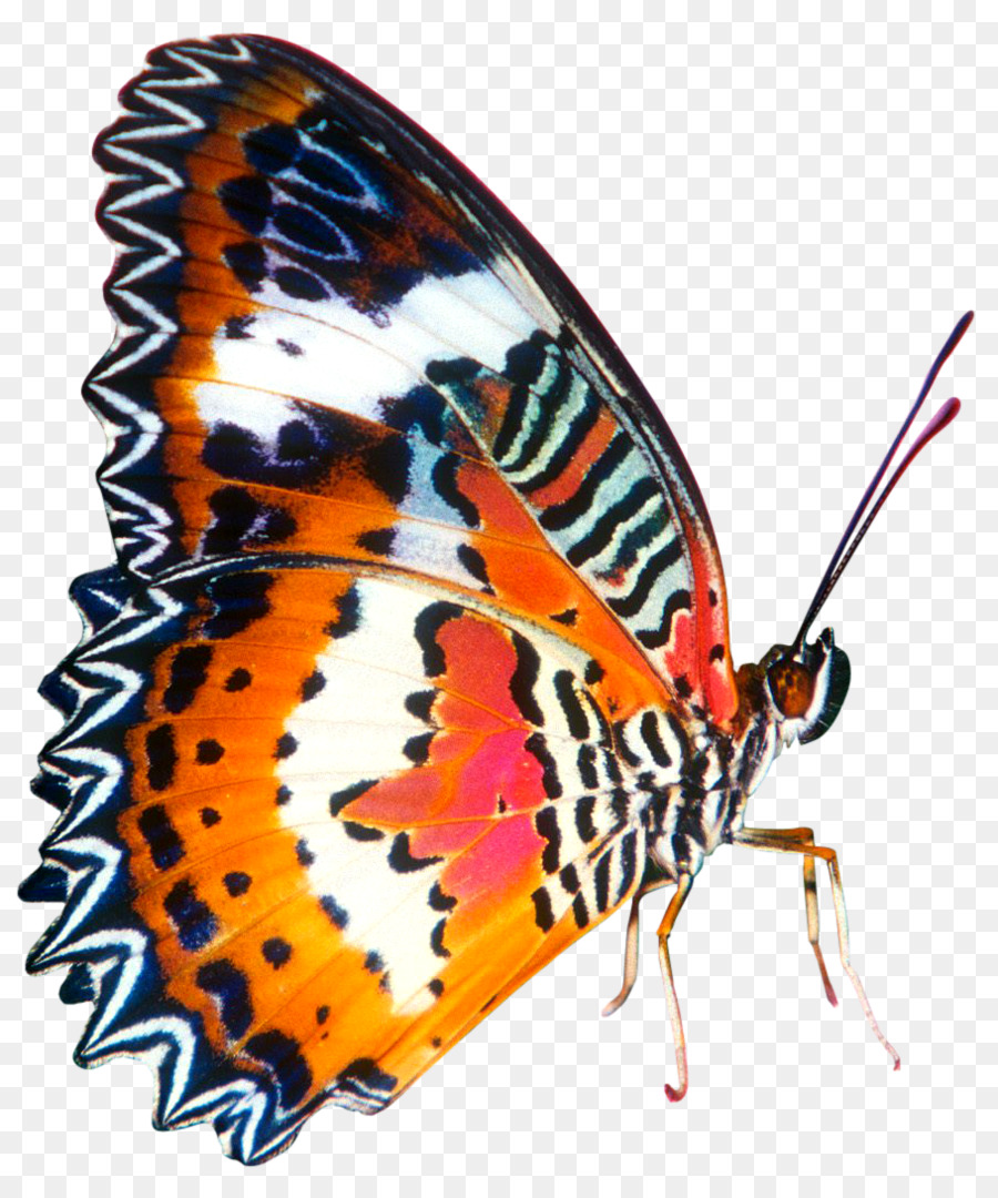 Mariposa Colorida，Insecto PNG