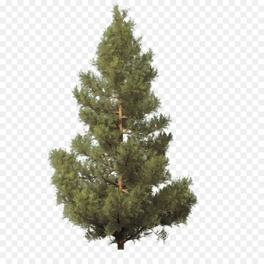 El Abeto De Fraser，árbol De Navidad Artificial PNG