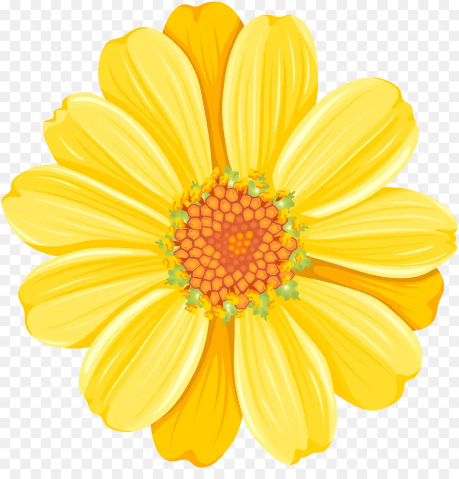 Común Daisy，Fondo De Escritorio PNG