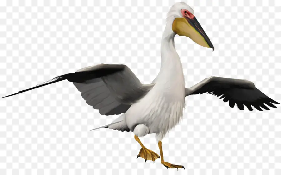 Pájaro Volador，Vuelo PNG