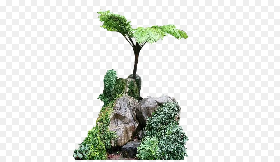 La India，árbol PNG