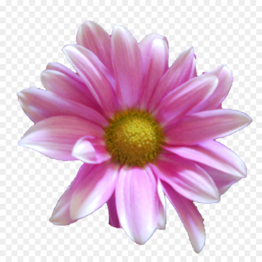 Común Daisy，Flor PNG