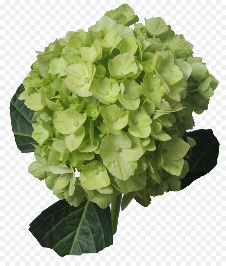 Hortensia，Verde PNG