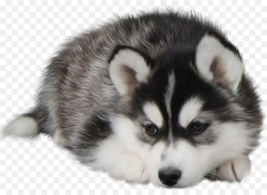 Husky Siberiano，Cachorro PNG