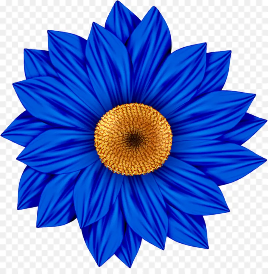 Flor，Común De Girasol PNG