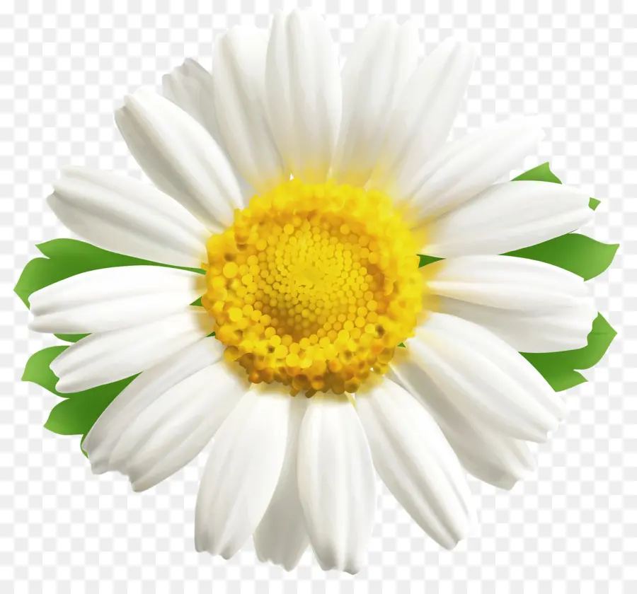 Común Daisy，Flor PNG