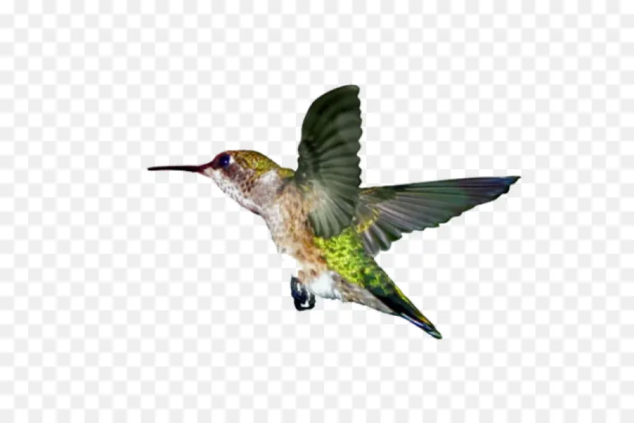 Colibrí，Vuelo PNG