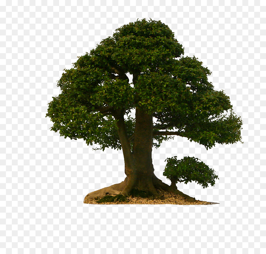 árbol，Pino PNG