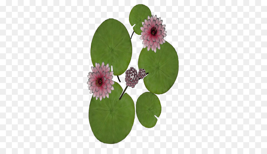 Planta，Maceta PNG