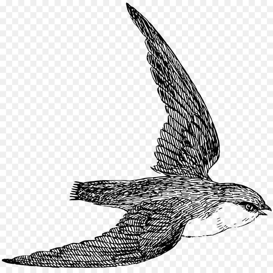 Chimenea Swift，Swift PNG